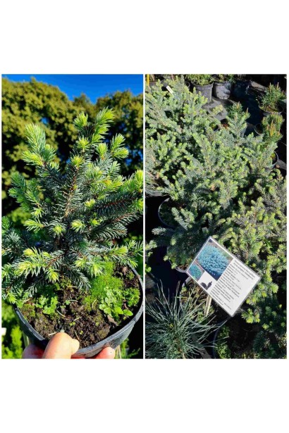 Ялина карликова Вальдбрун - 3л/вис.15-20см/Ø20-30см